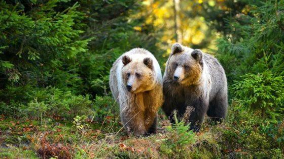 Hotel Au Lit Des Ours Han-sur-Lesse Exterior foto